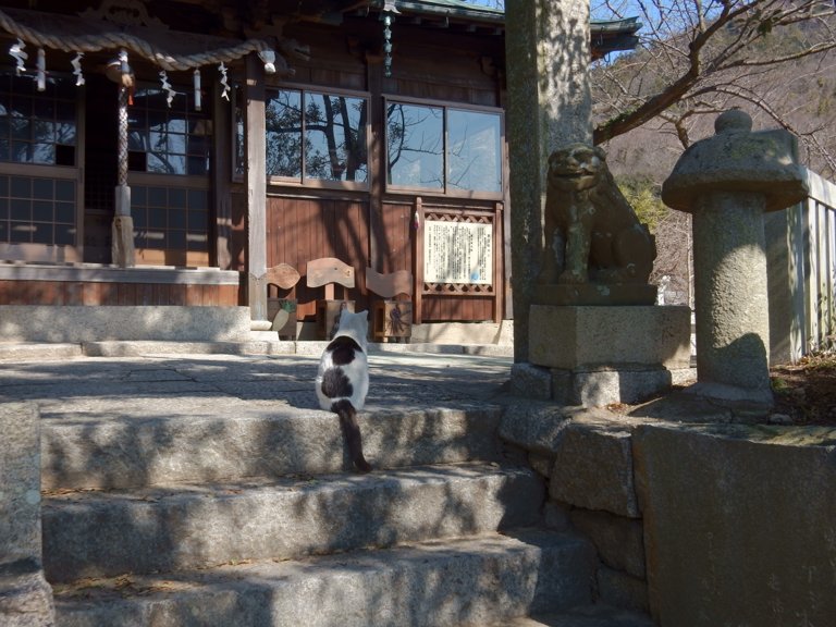 Cat in front of Toyotamahime Shrine in Ogijima