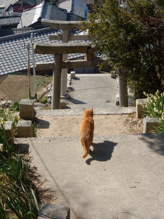 Cat in front of the gates to Toyotamahime Shrine in Ogijima