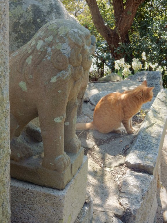 Cat in Ogijima