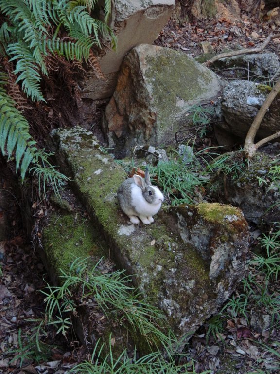 Rabbit among ruins in Ookunoshima