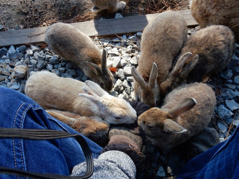 Ookunoshima rabbits feeding
